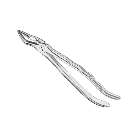 Extracting forceps, anat.